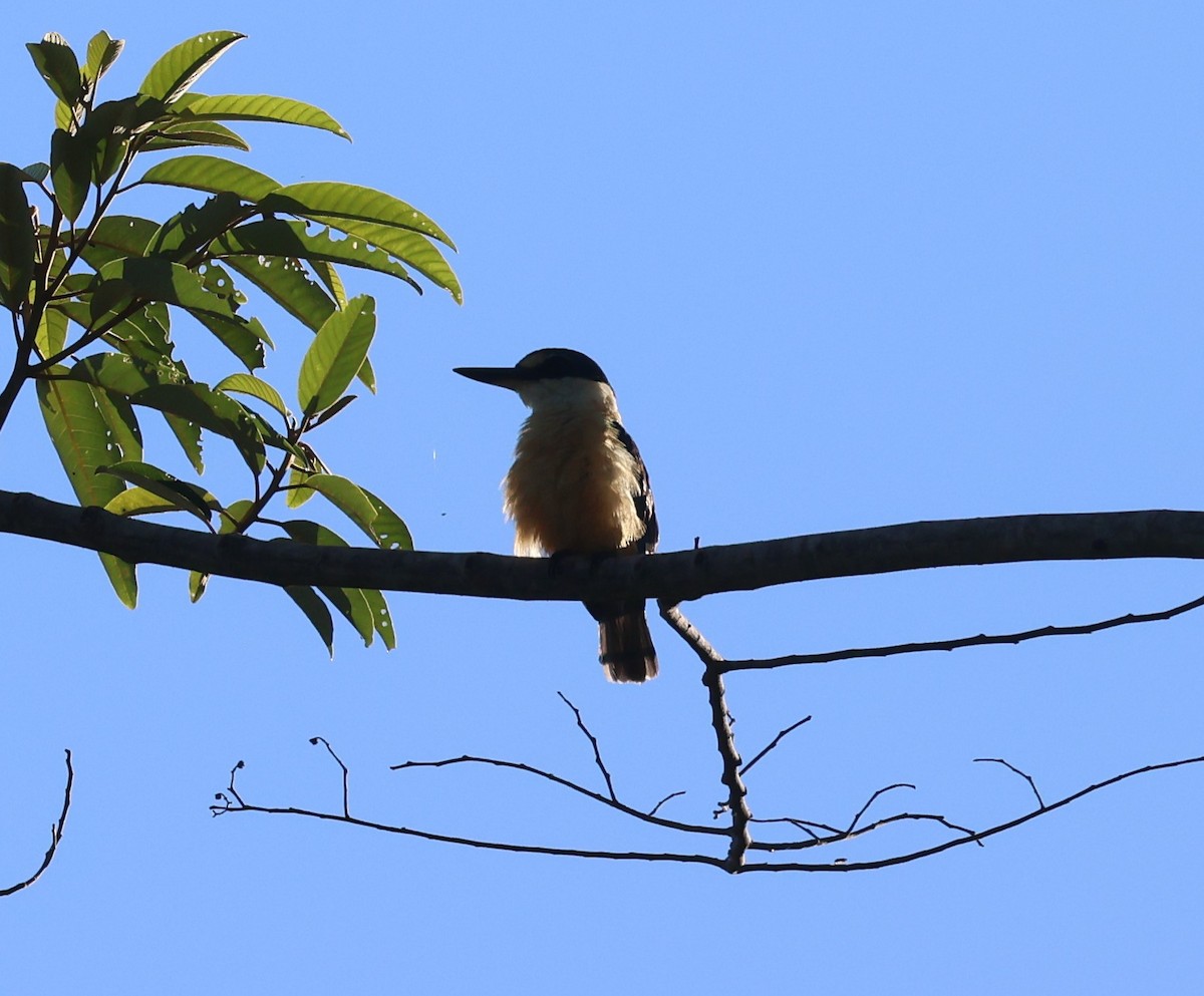 Flat-billed Kingfisher - Pam Rasmussen