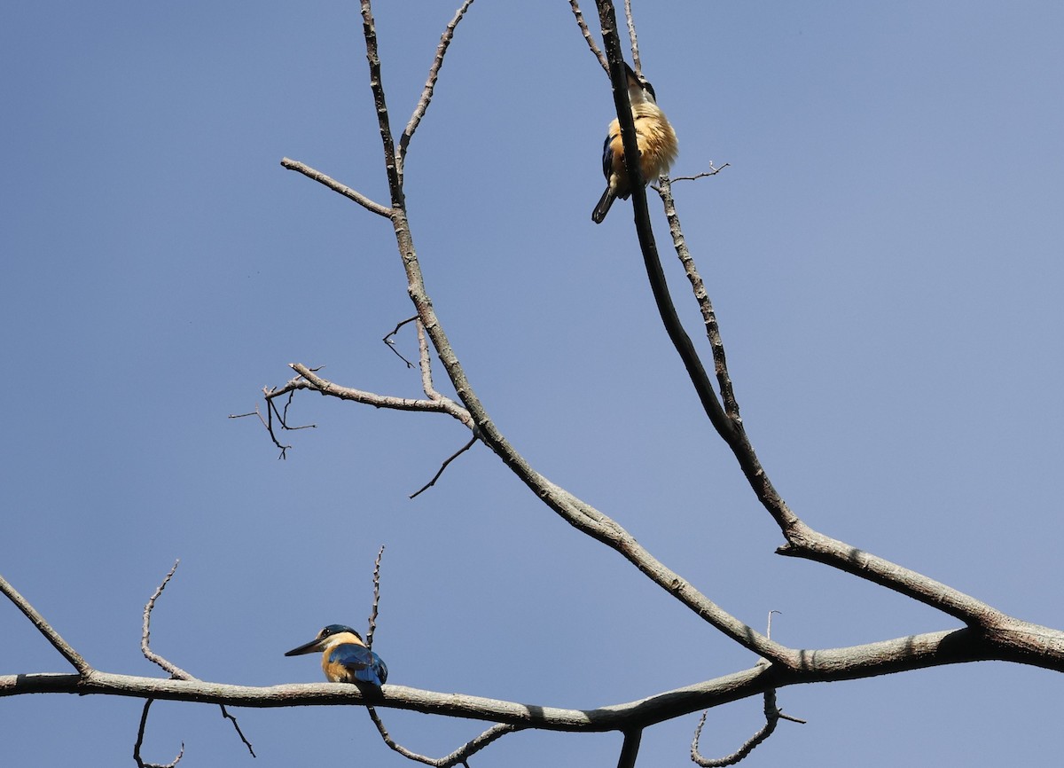 Flat-billed Kingfisher - ML613661162