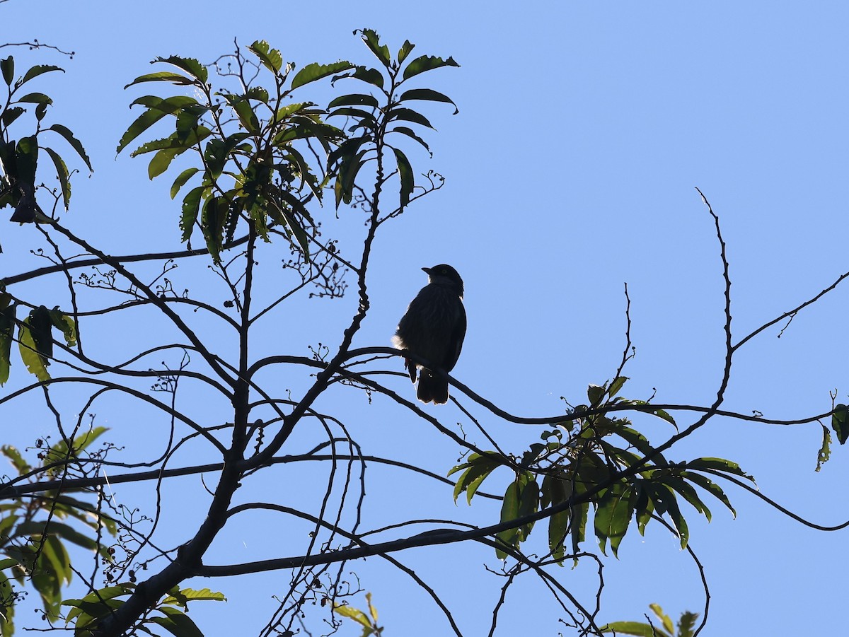 Polynesian Starling - Pam Rasmussen