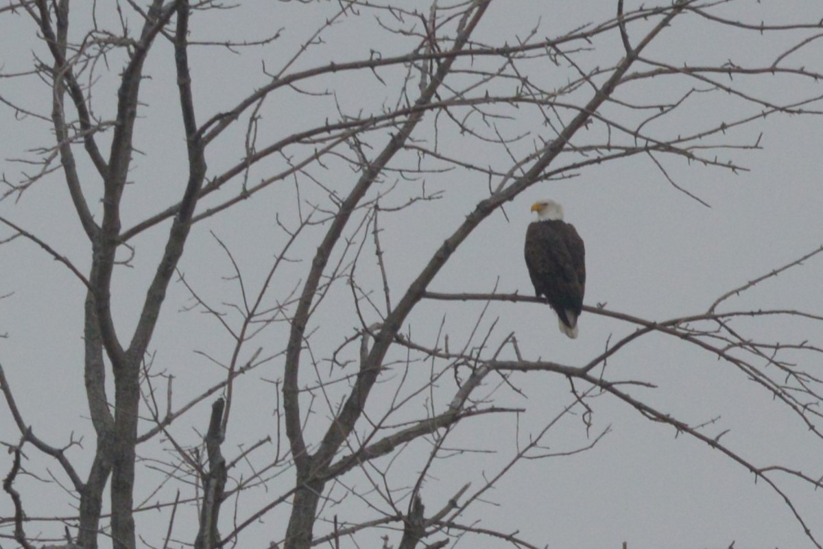 Bald Eagle - ML613661288