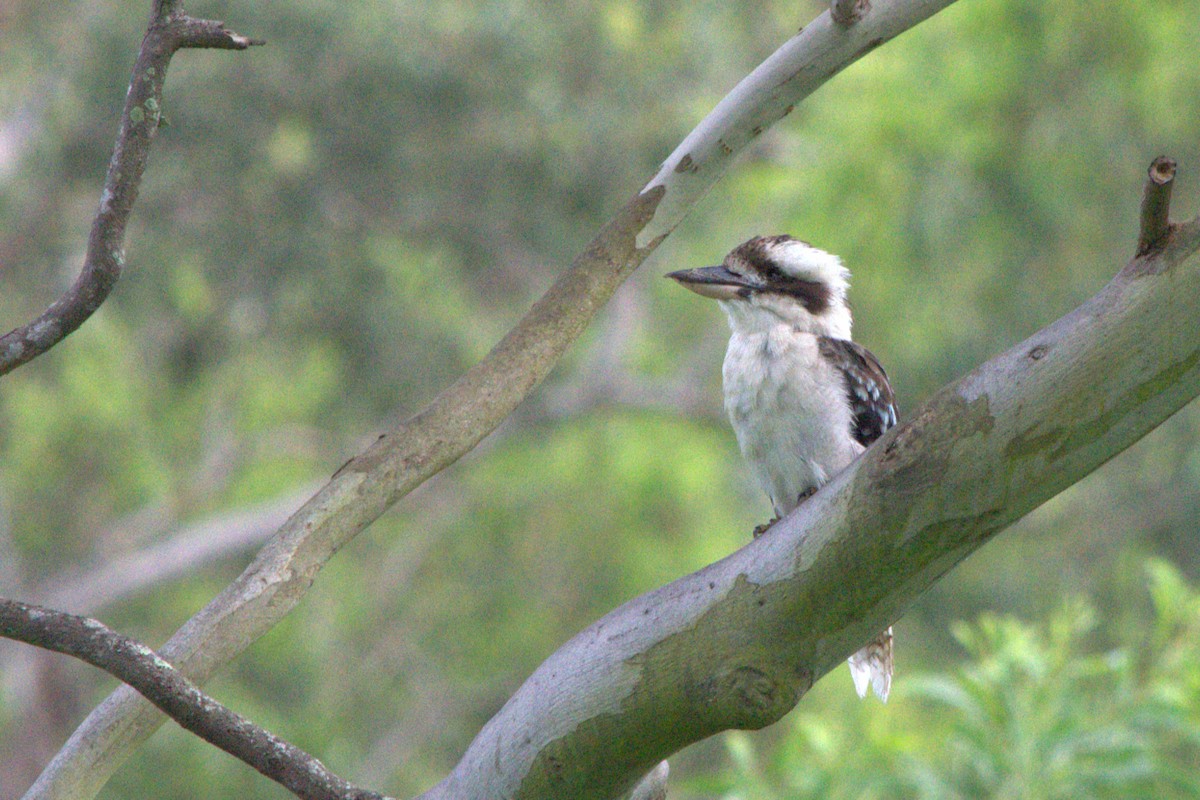 Laughing Kookaburra - ML613661364