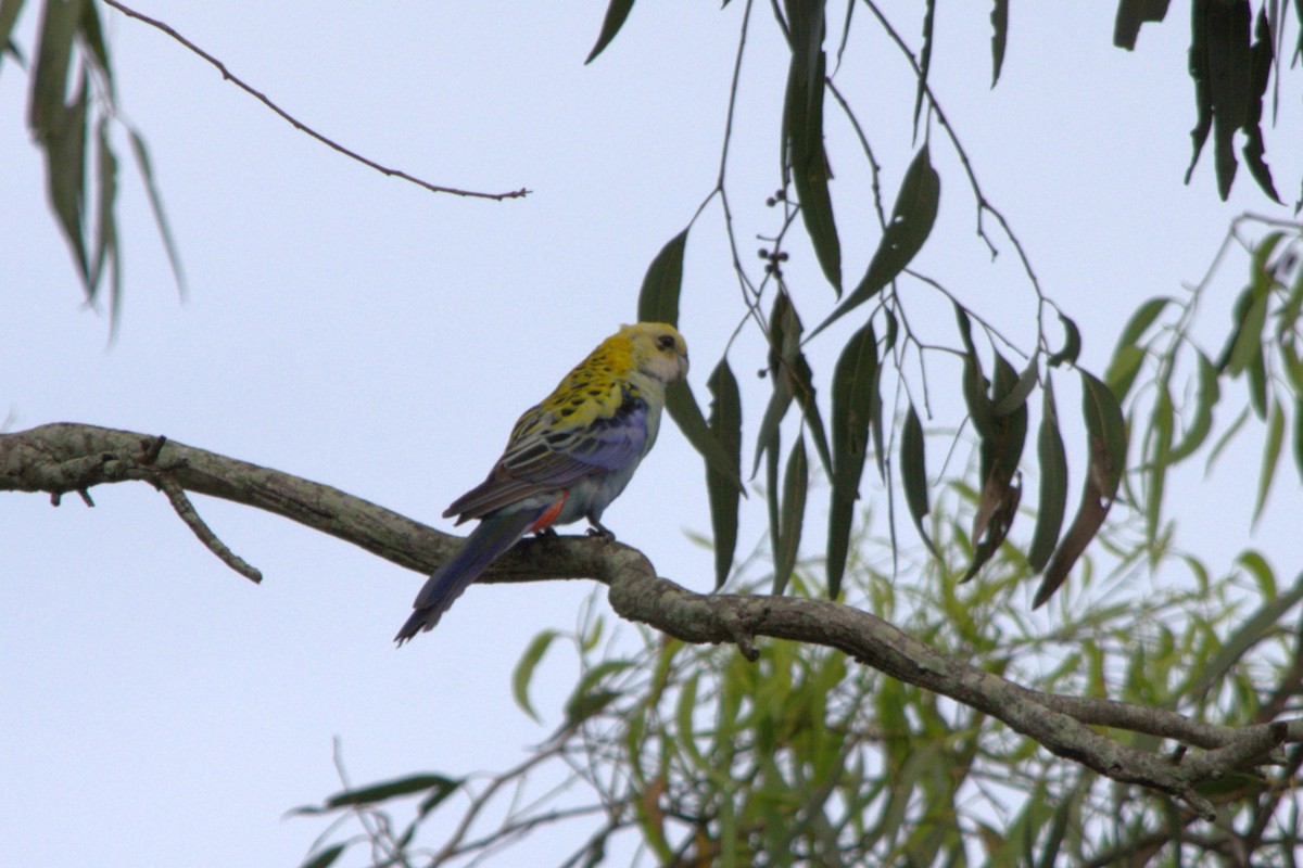 Pale-headed Rosella - ML613661375