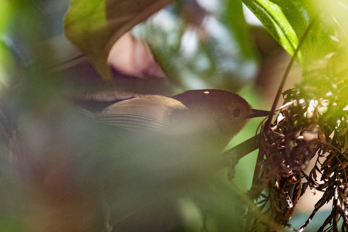 Large-billed Scrubwren - ML613661377