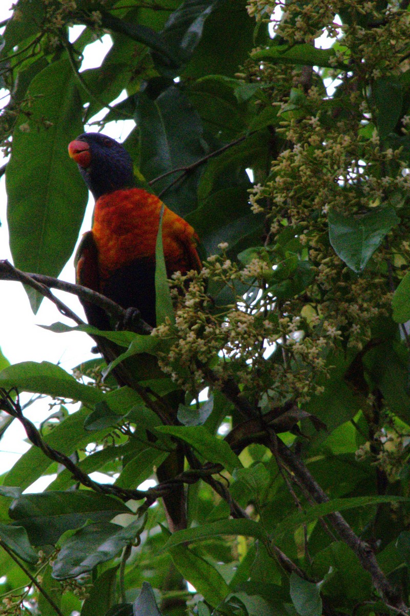 Rainbow Lorikeet - ML613661381