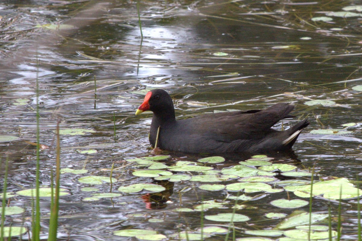 Dusky Moorhen - ML613661389