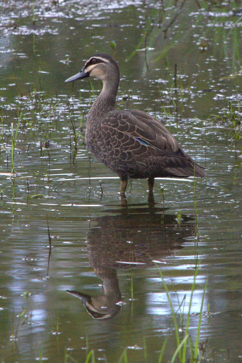 Pacific Black Duck - ML613661404