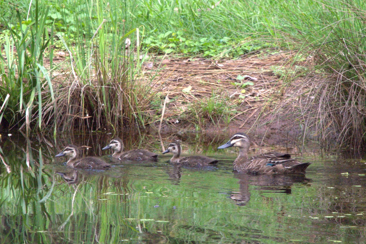 Pacific Black Duck - ML613661405