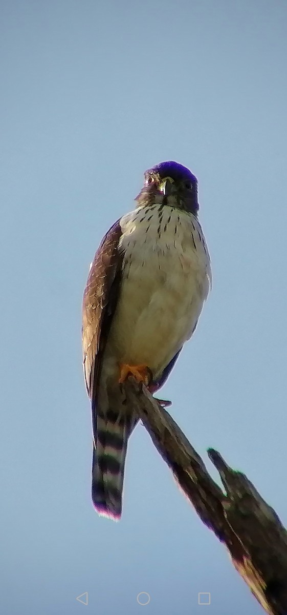 Double-toothed Kite - ML613661564