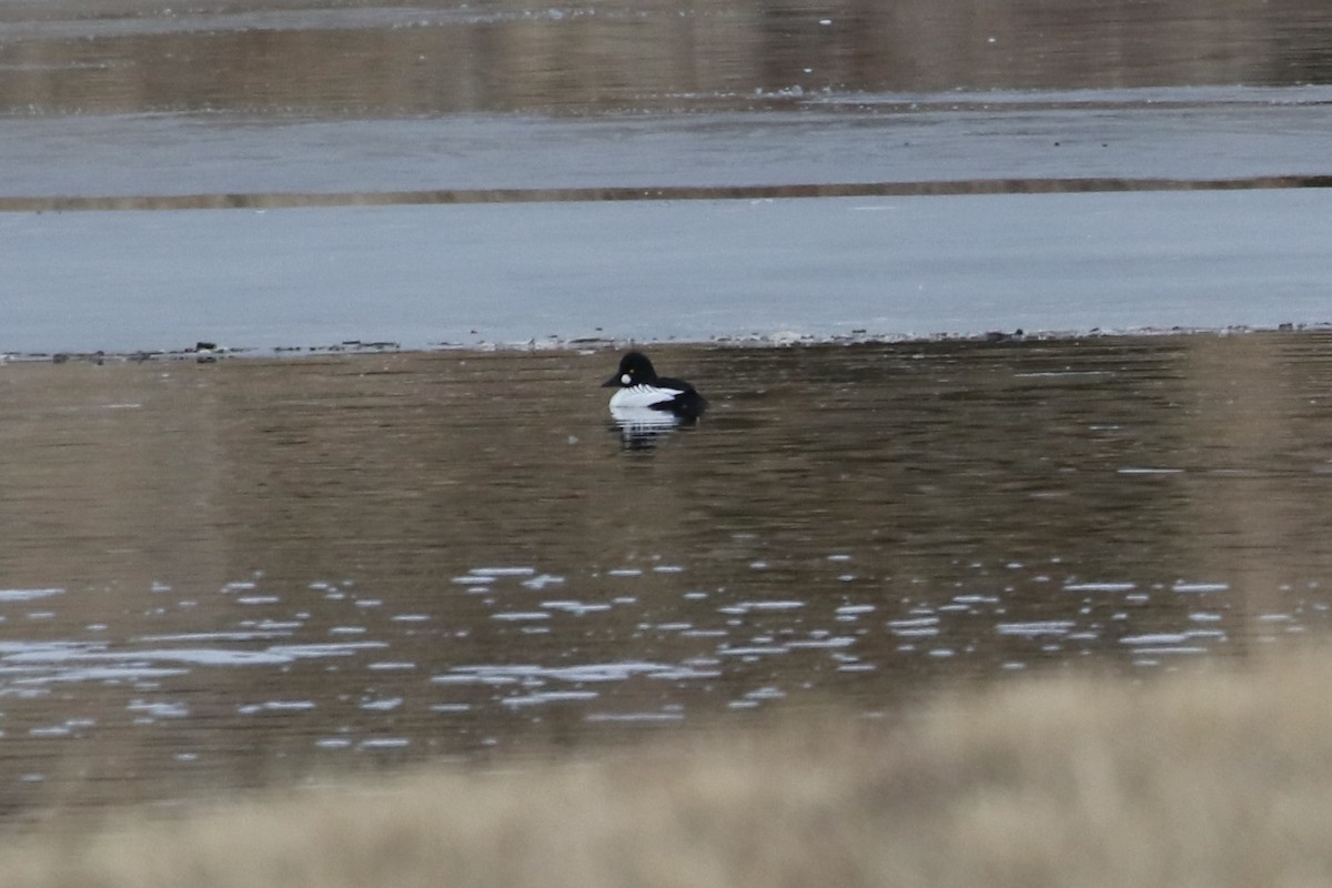 Common Goldeneye - ML613661576