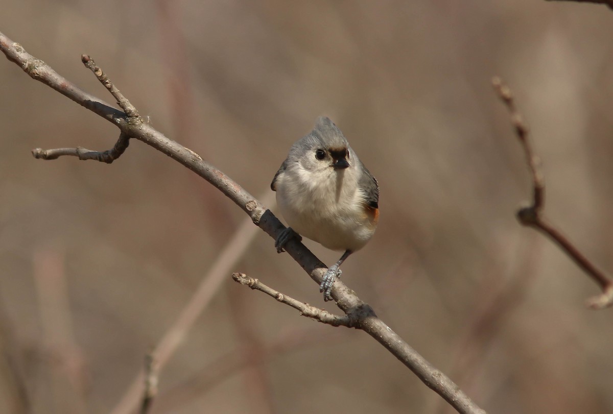 Tufted Titmouse - ML613661618