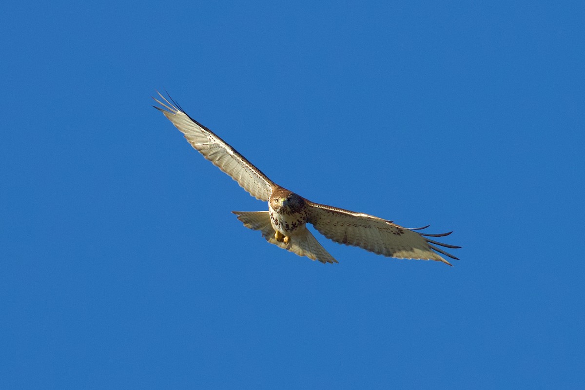 Zapelatz buztangorria - ML613661635