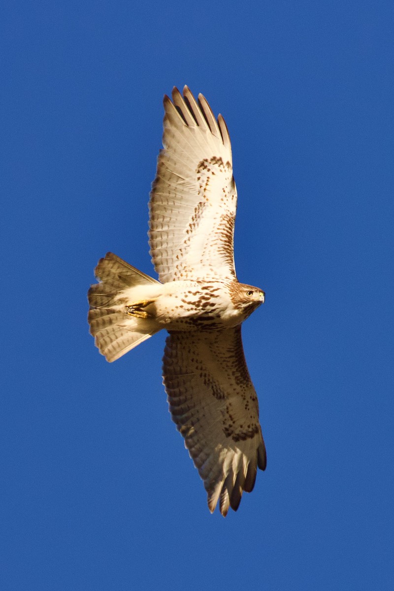 Zapelatz buztangorria - ML613661636