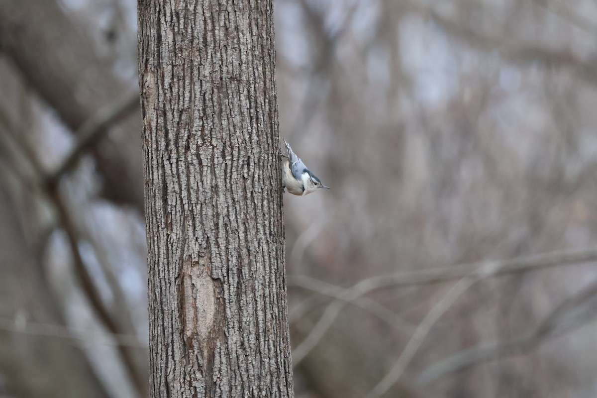 White-breasted Nuthatch - ML613661642