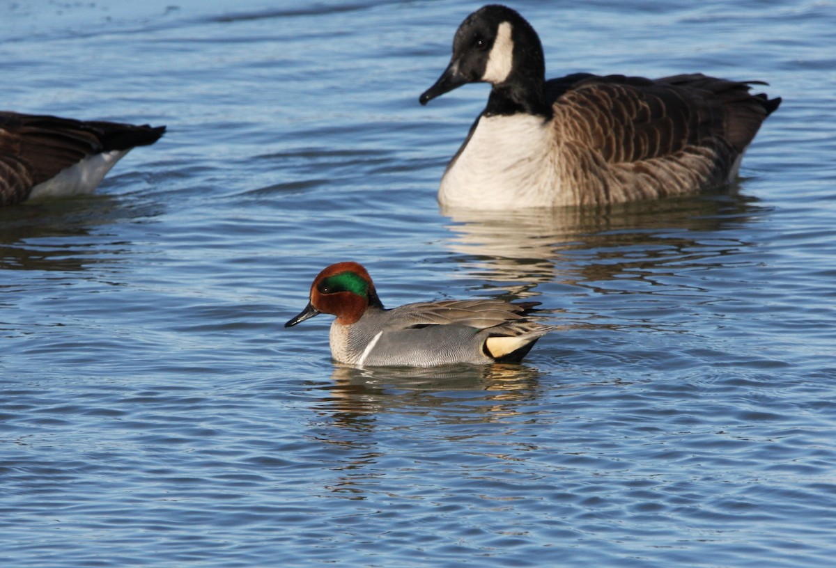Green-winged Teal - ML613661643