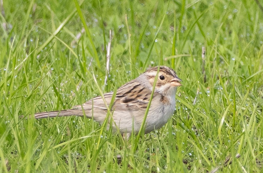 Clay-colored Sparrow - ML613661651