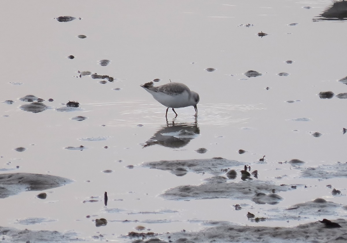 Sanderling - ML613661665