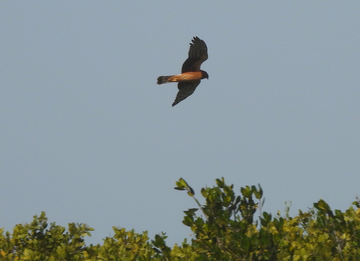 Northern Harrier - ML613661692