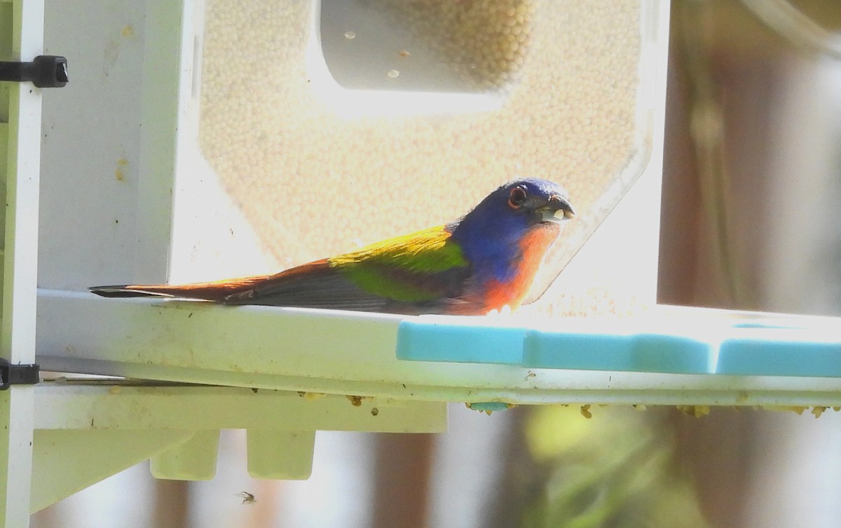 Painted Bunting - ML613661749