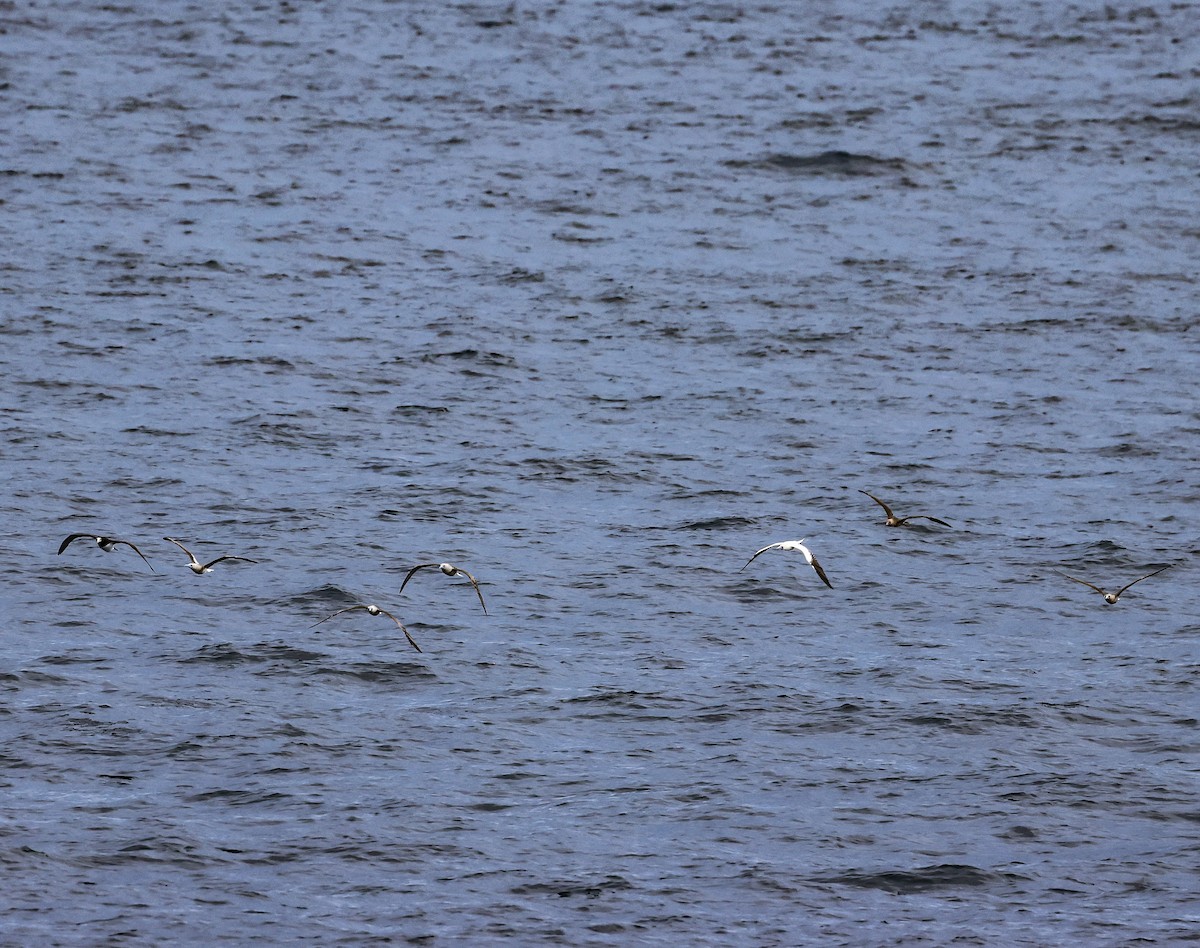 Red-footed Booby - ML613661783