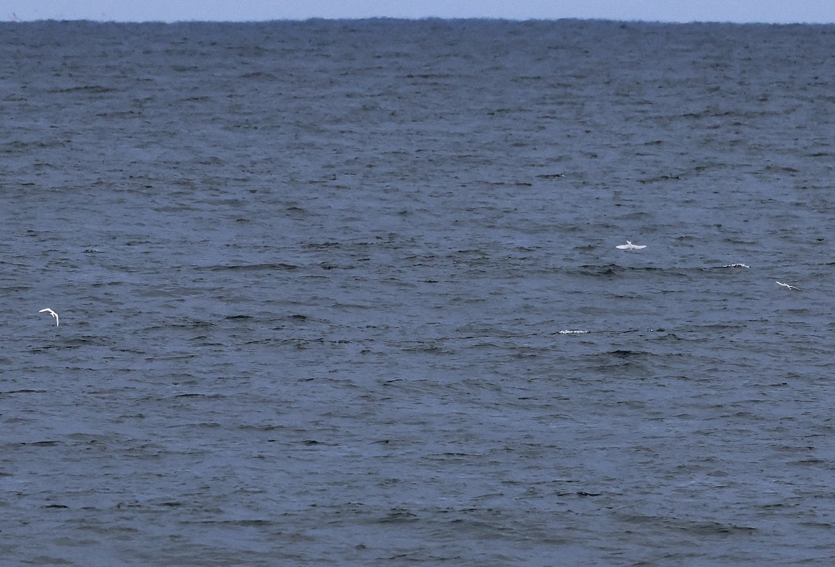 White Tern - Pam Rasmussen