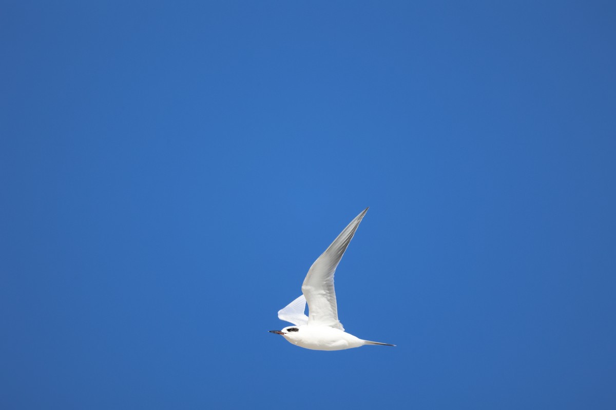 Forster's Tern - ML613661841