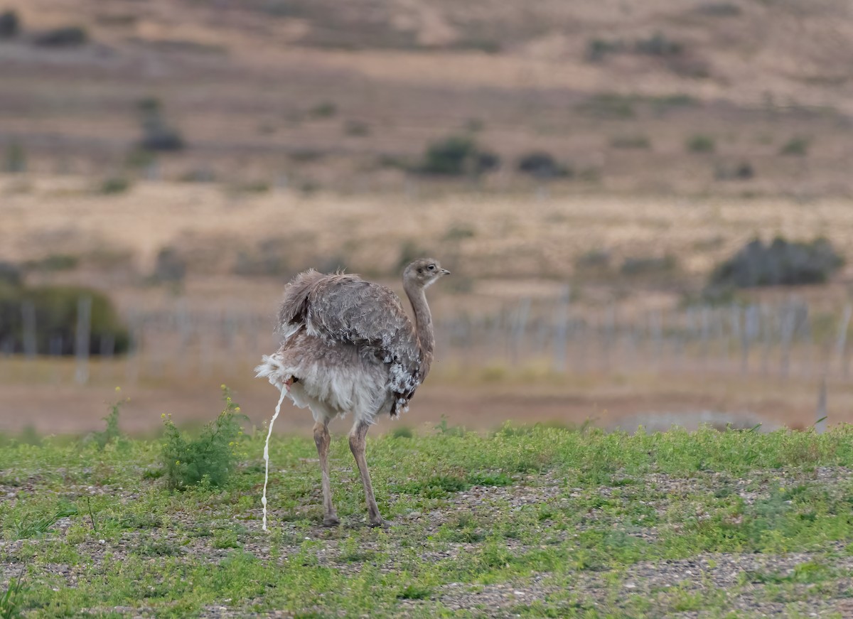 nandu menší (ssp. pennata) - ML613661953