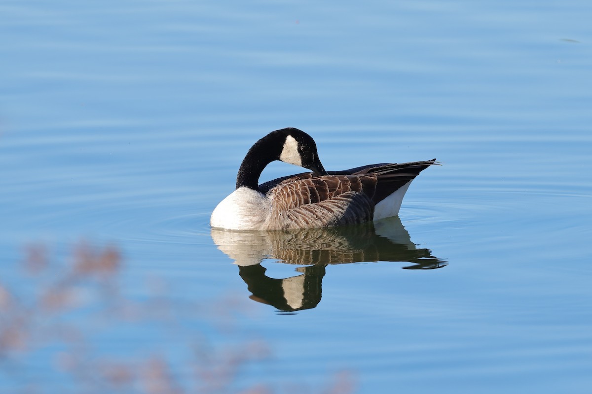 Canada Goose - ML613662044