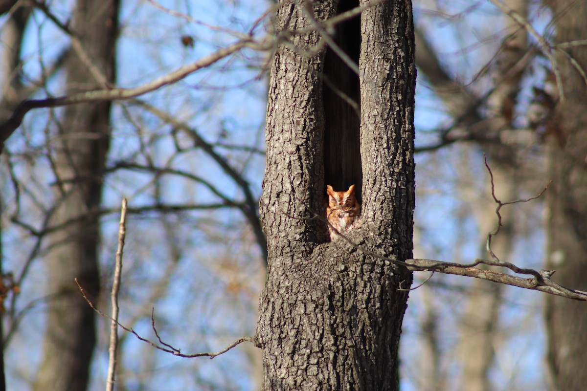 Eastern Screech-Owl - ML613662179