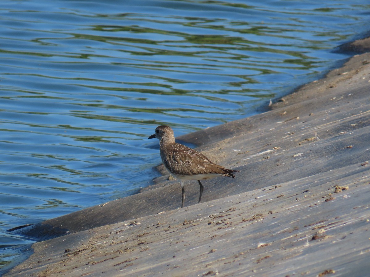 Black-bellied Plover - ML613662192