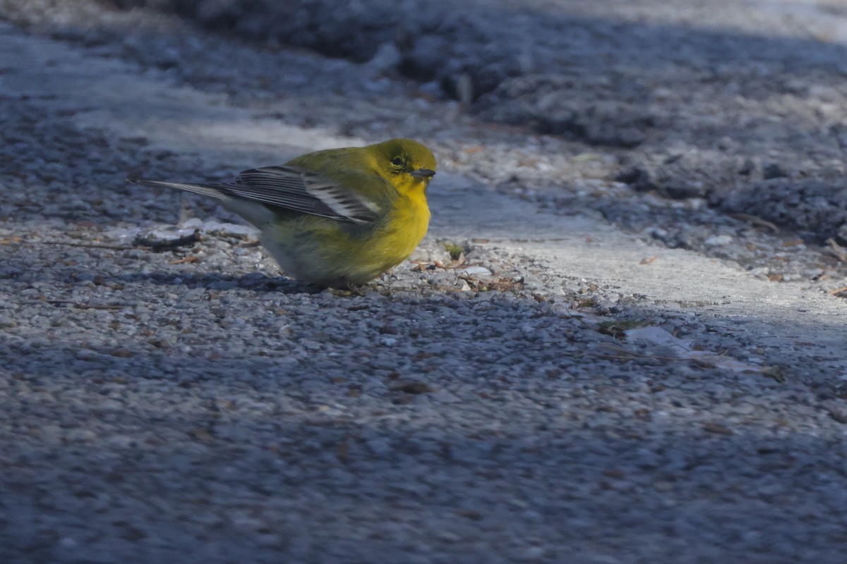 Pine Warbler - ML613662207