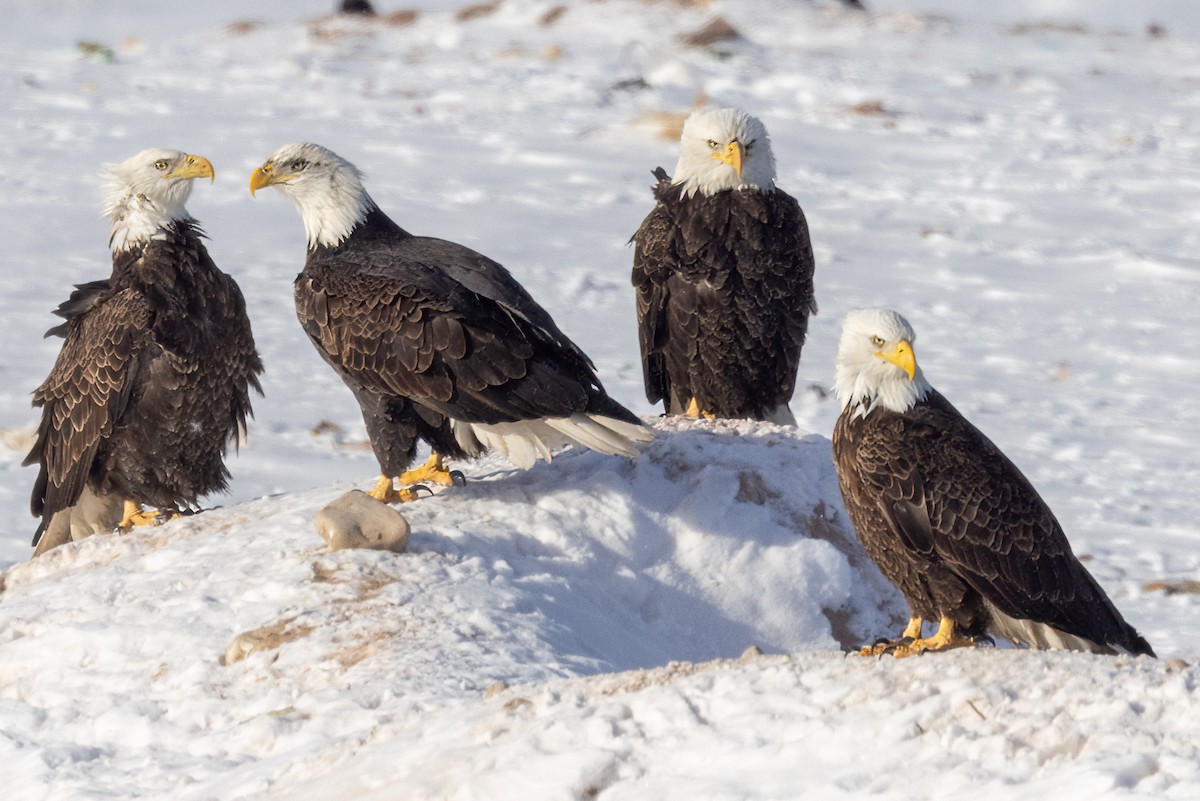 Bald Eagle - Greg Bodker