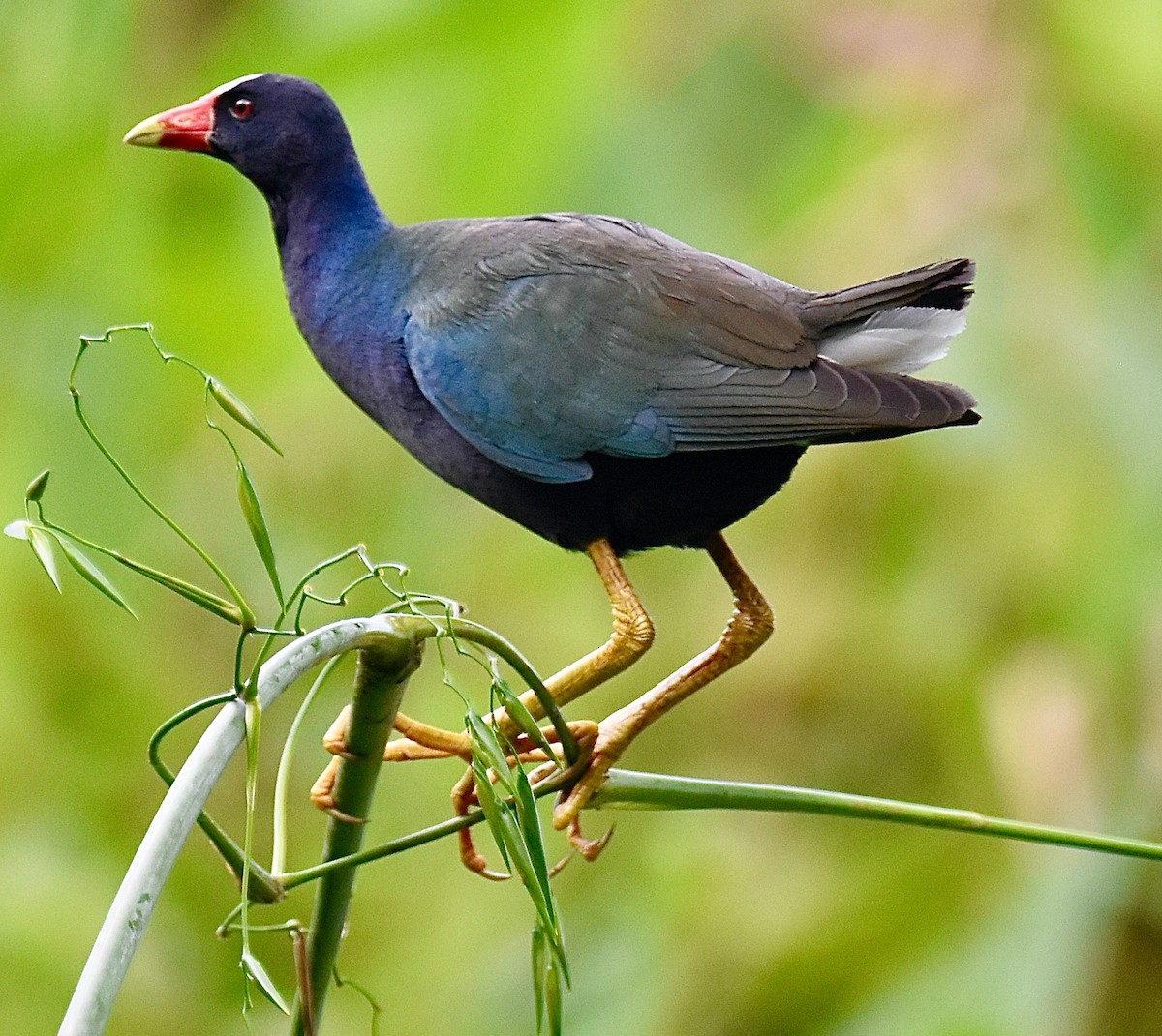 Purple Gallinule - Michael Brower