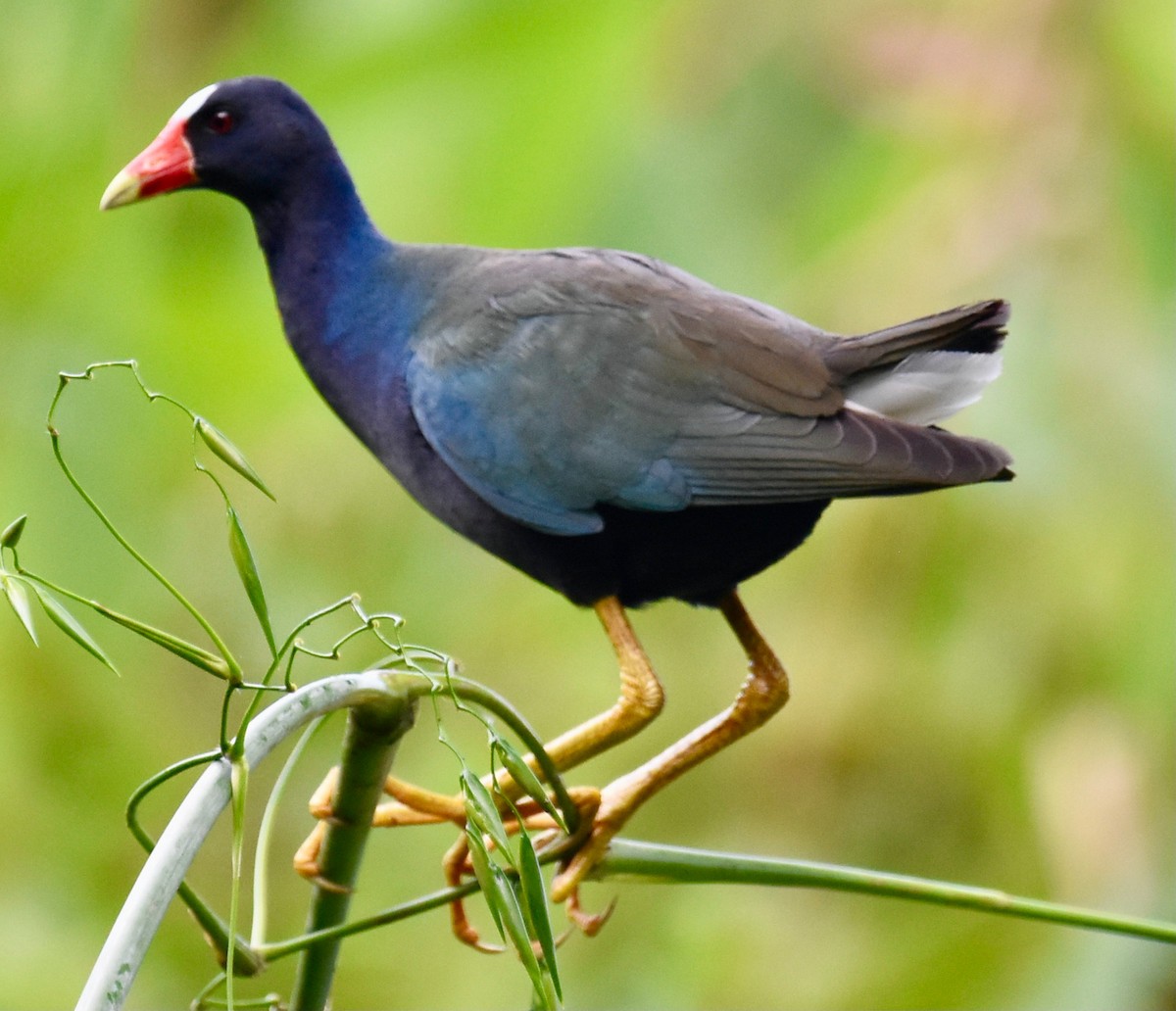 Purple Gallinule - Michael Brower