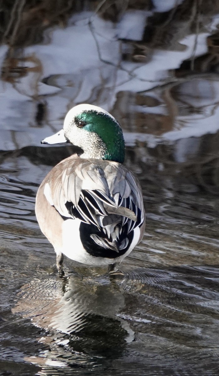 American Wigeon - ML613662295