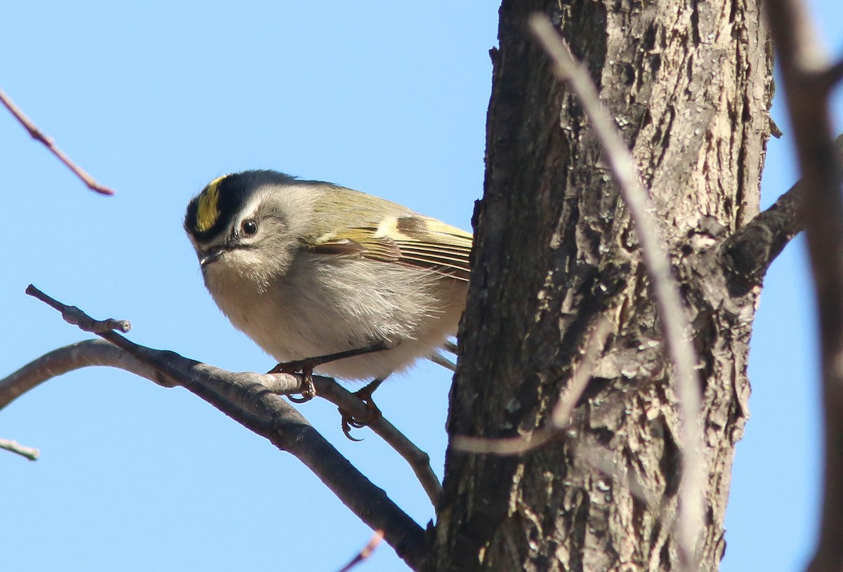 Golden-crowned Kinglet - Sylvie Robert