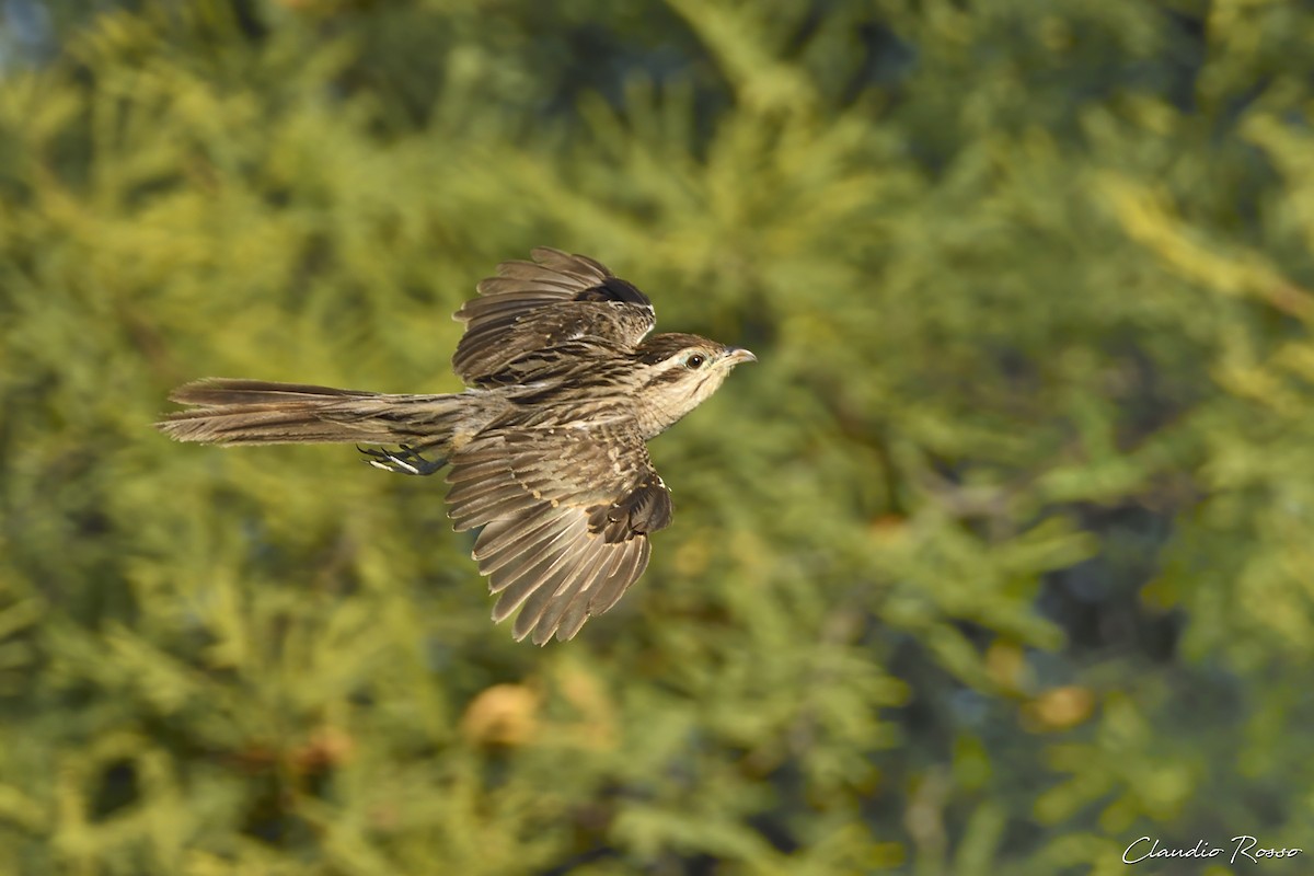 Striped Cuckoo - ML613662329