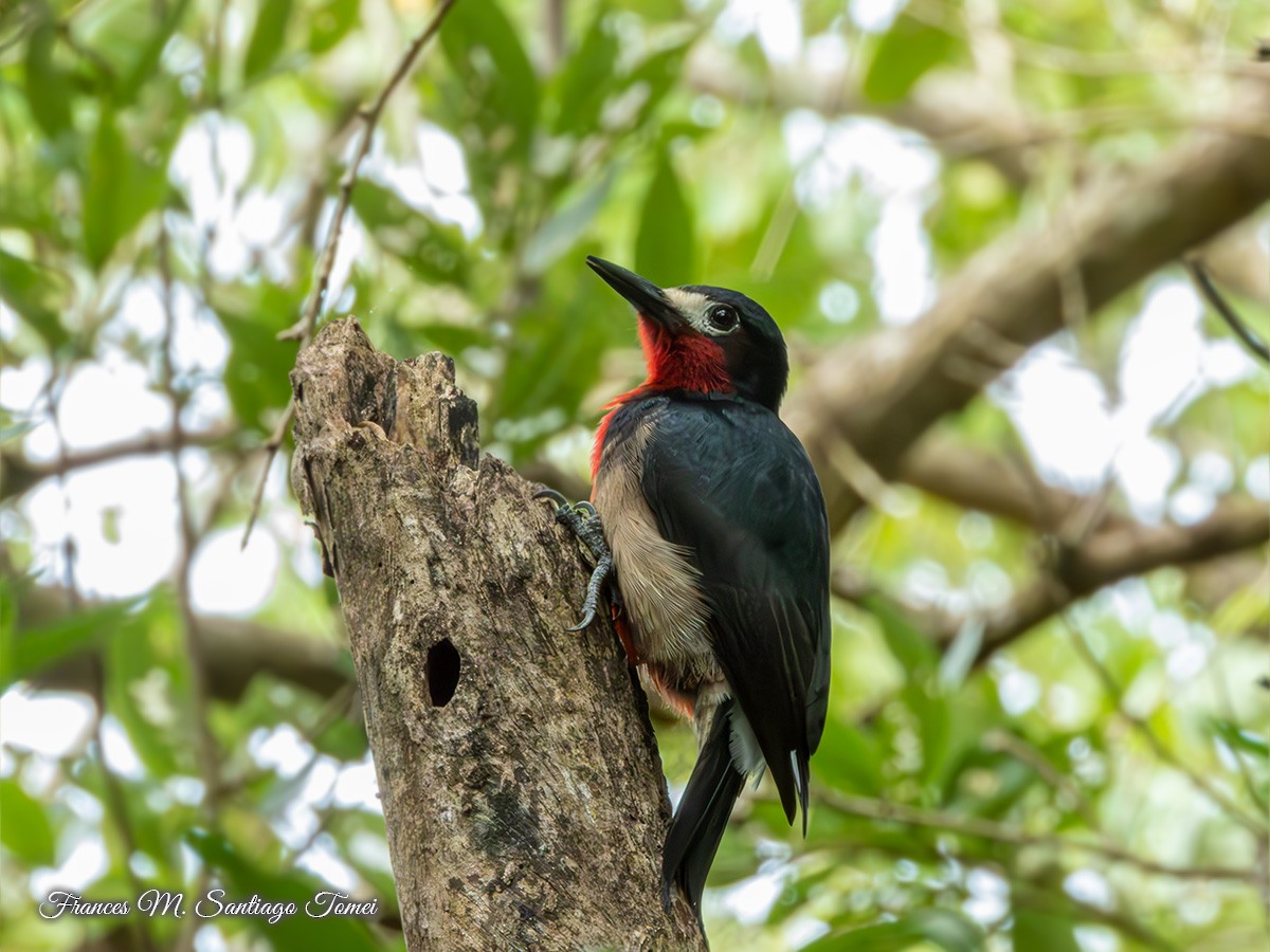 Puerto Rican Woodpecker - ML613662410