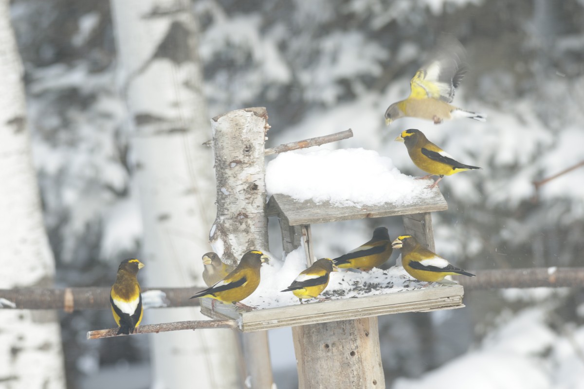 Evening Grosbeak - Joseph Rocheteau