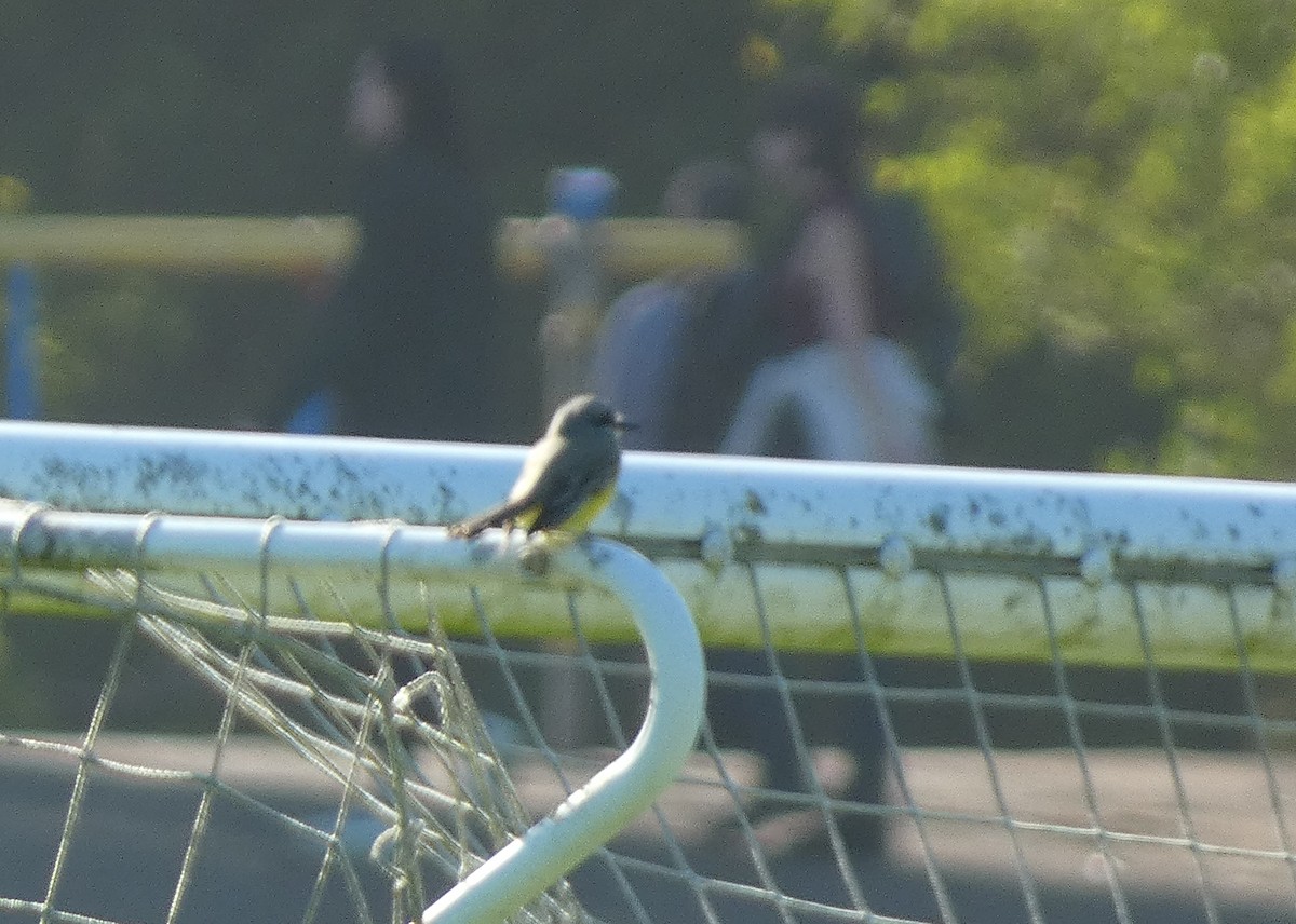 Tropical Kingbird - ML613662457