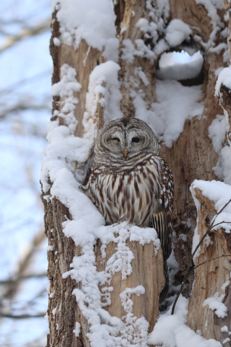Barred Owl - Barbara Blair