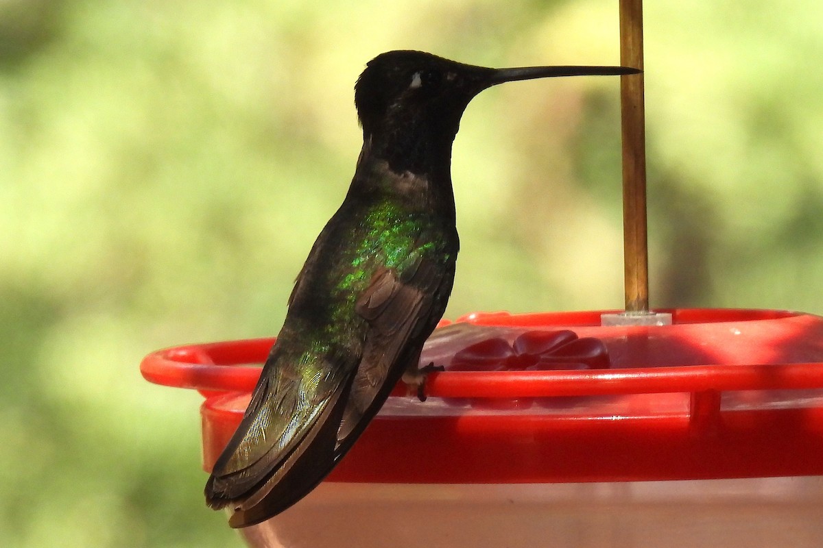 Rivoli's Hummingbird - Eric Monaghen