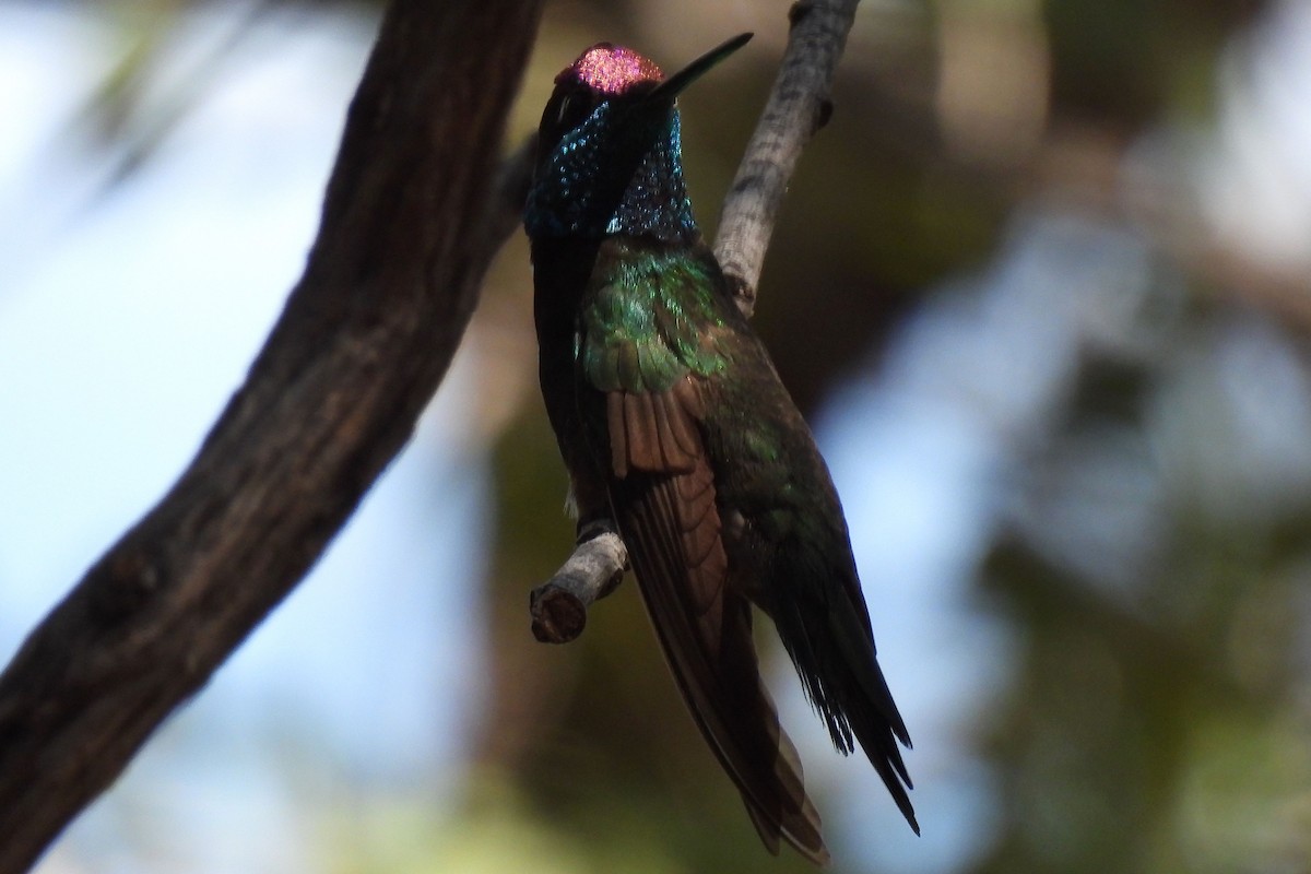 Rivoli's Hummingbird - Eric Monaghen