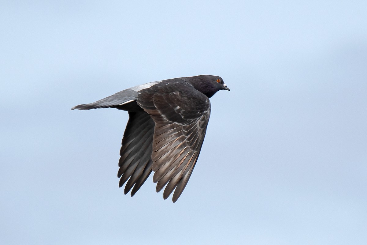 Rock Pigeon (Feral Pigeon) - ML613662490