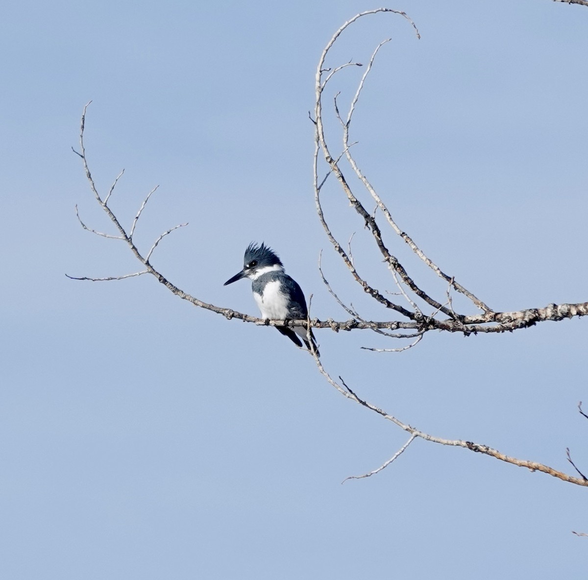 Belted Kingfisher - ML613662501
