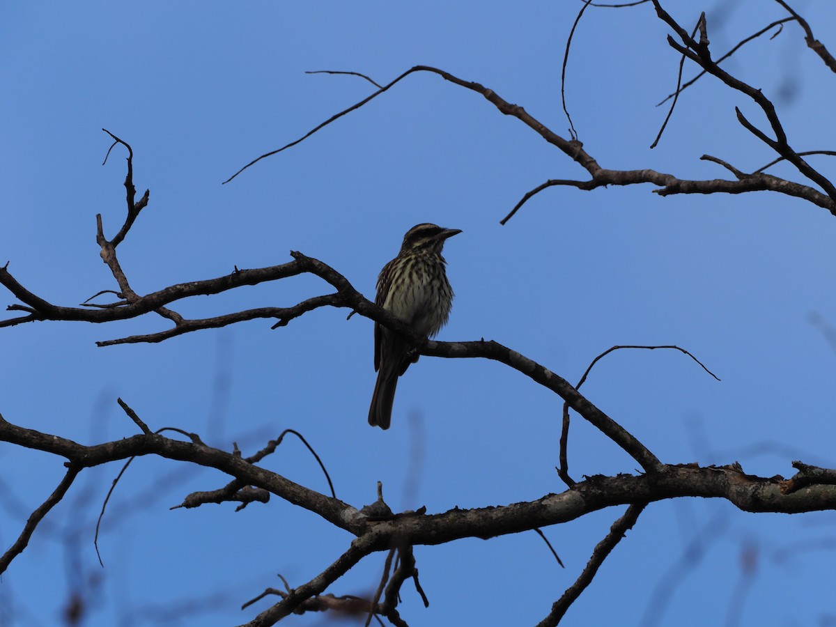 Streaked Flycatcher - Todd Deininger