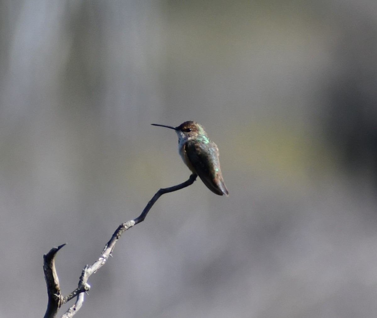 Rufous Hummingbird - Jon McIntyre