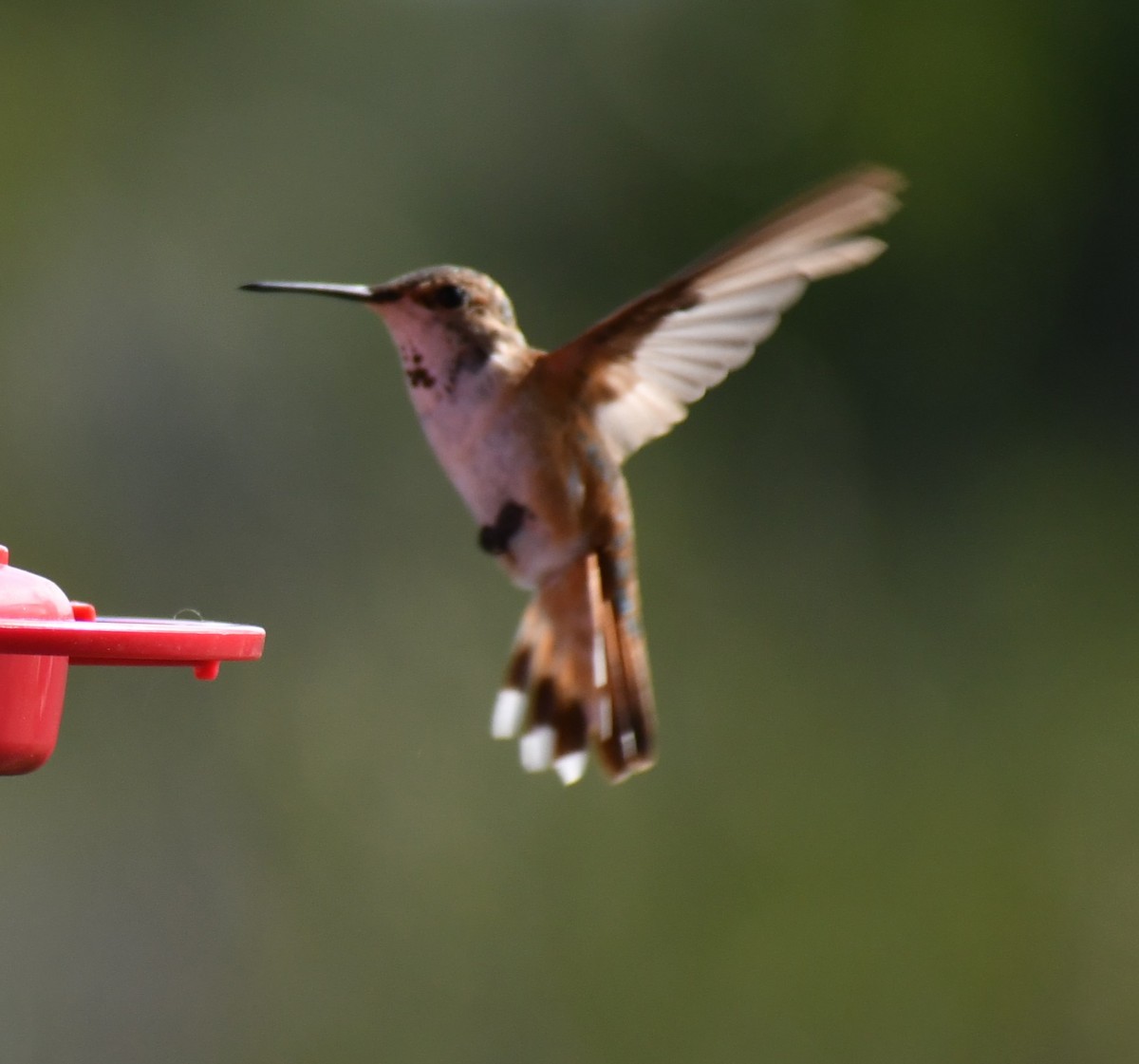 Rufous Hummingbird - ML613662574