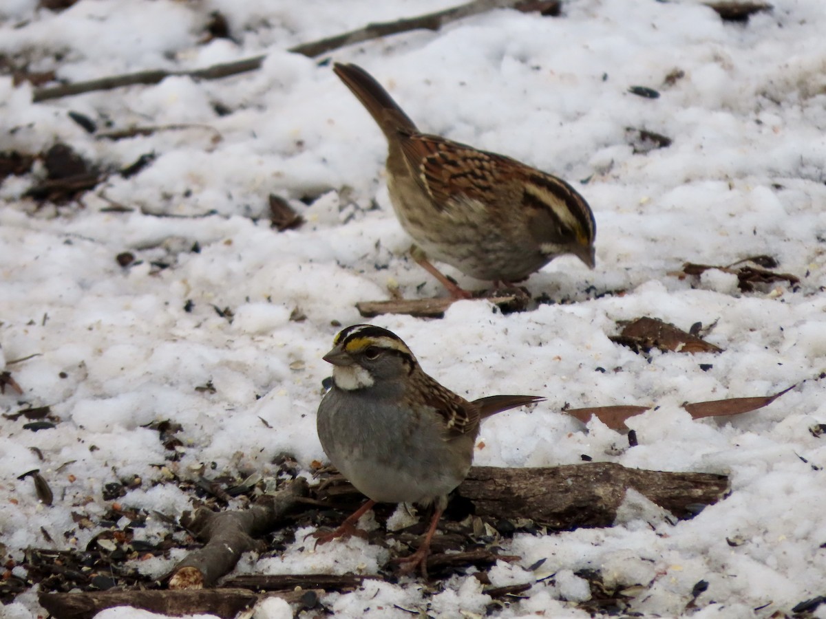 White-throated Sparrow - ML613662580