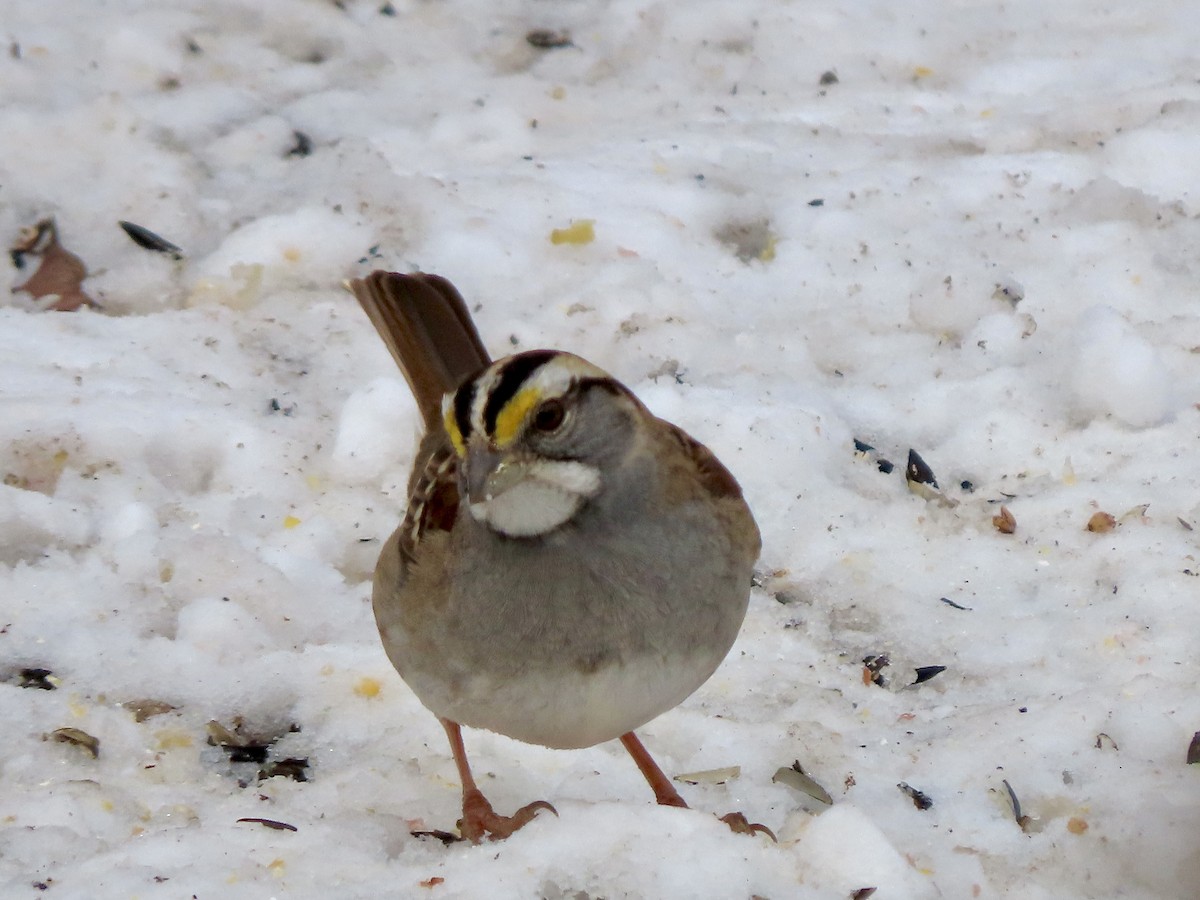 White-throated Sparrow - ML613662582