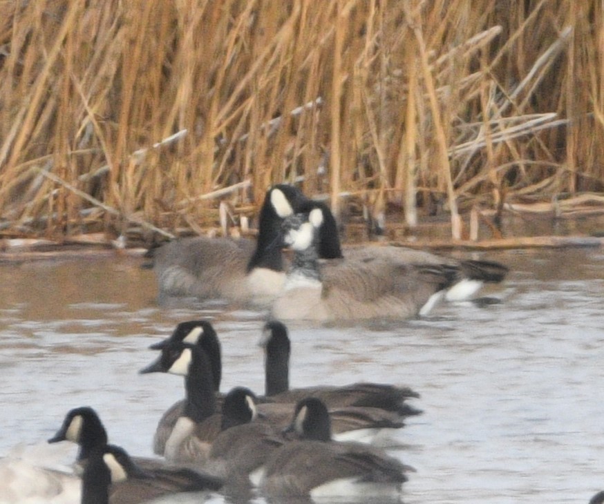 Canada Goose - ML613662597